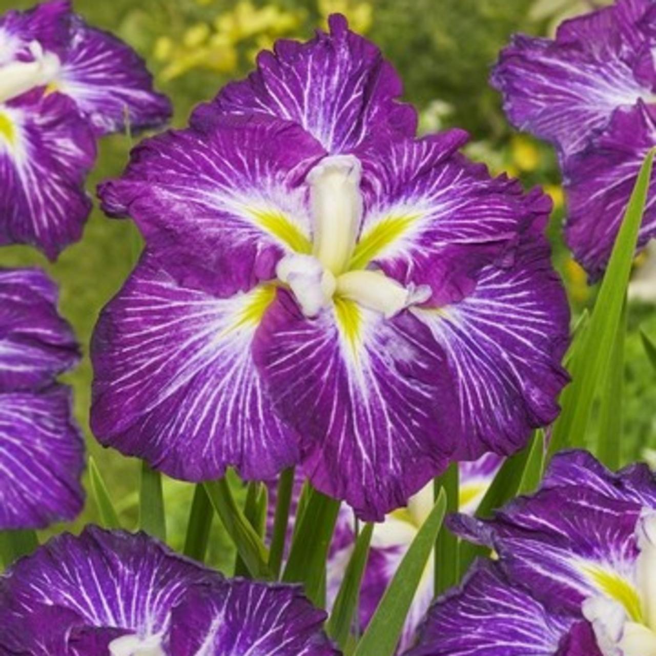 Iris ensata 'Dinner Plate Jell-O' plant