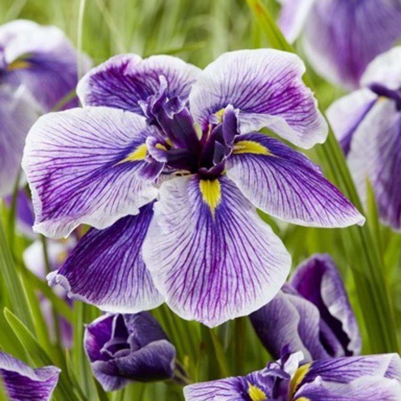 Iris ensata 'Dinner Plate Sundae' plant