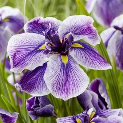 iris-ensata-dinner-plate-sundae