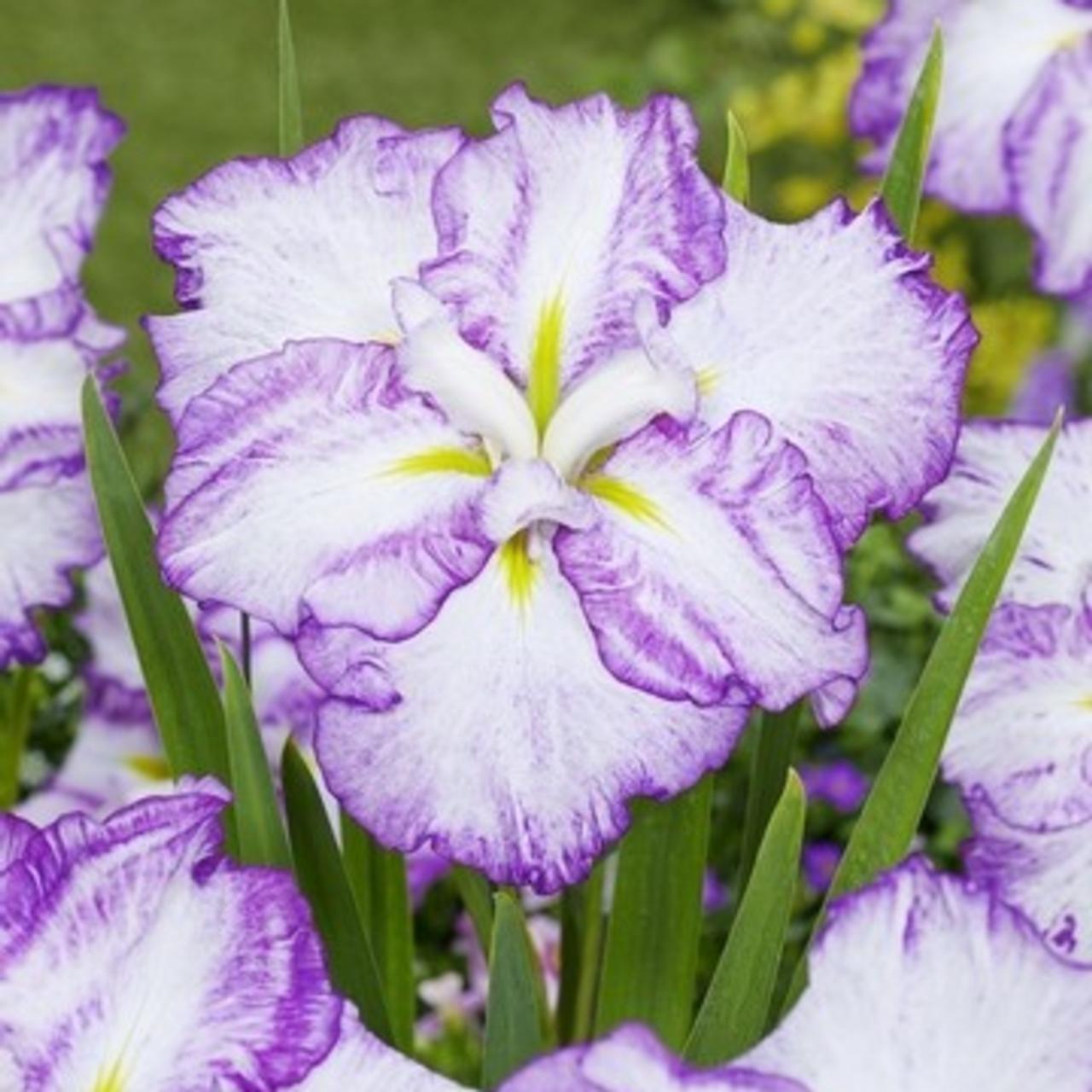 Iris ensata 'Dinner Plate Tiramisu' plant