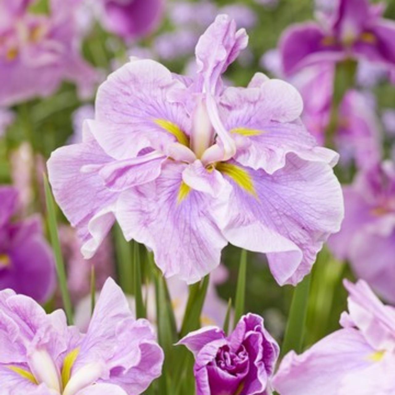 Iris ensata 'Dinner Plate Tub Tim Grob' plant