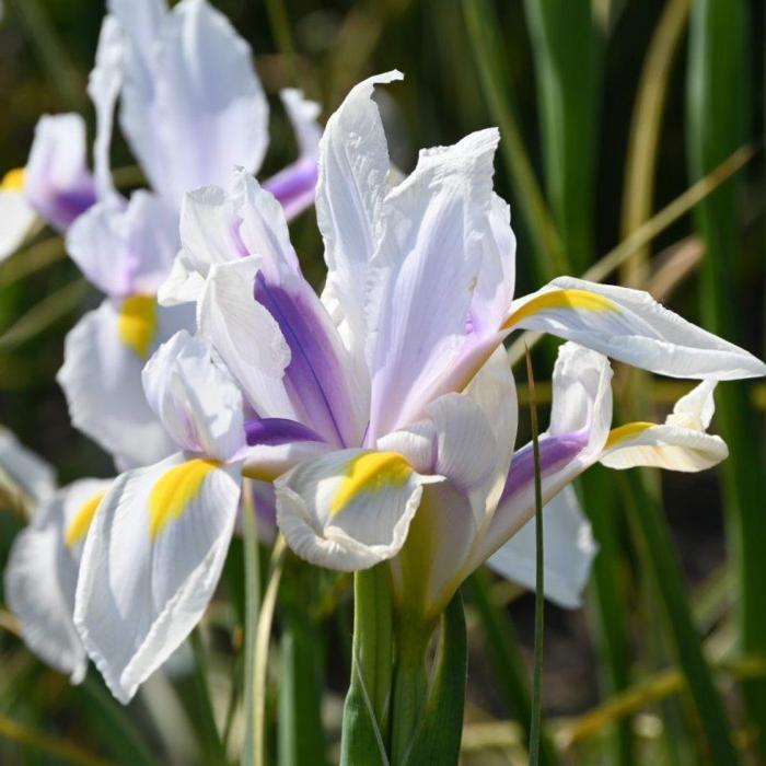 Iris hollandica 'Carmen' plant