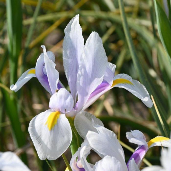 Iris hollandica 'Carmen' plant