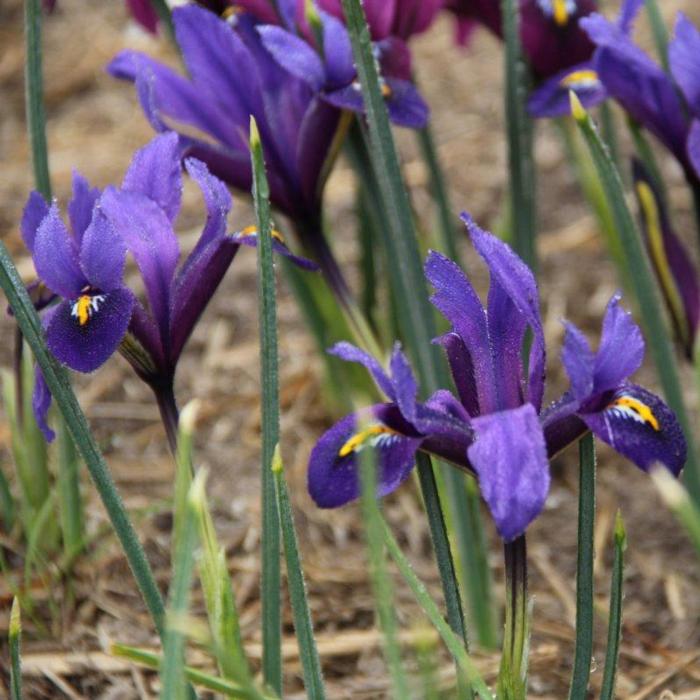 Iris reticulata 'Blue Hill' plant