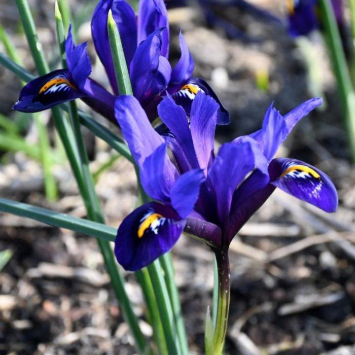 Iris reticulata 'Blue Hill' plant