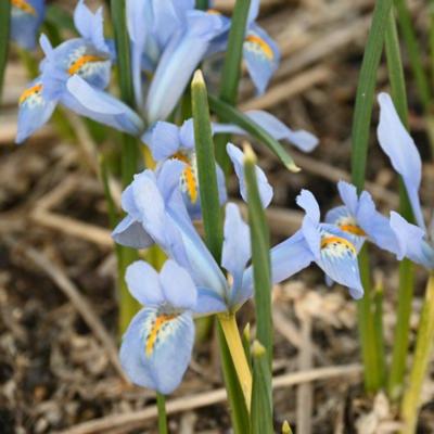 iris-reticulata-blue-planet