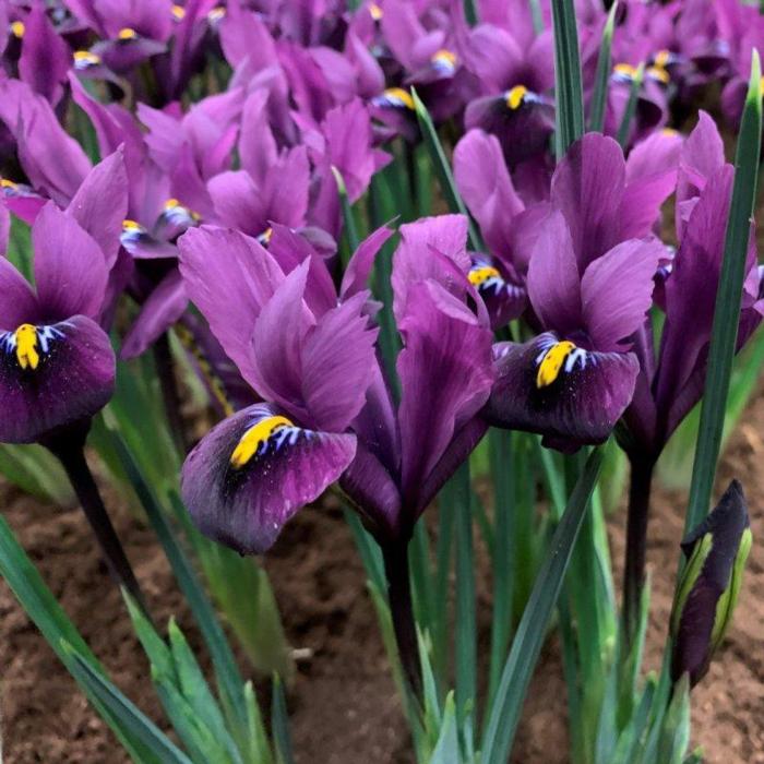 Iris reticulata 'Purple Hill' plant