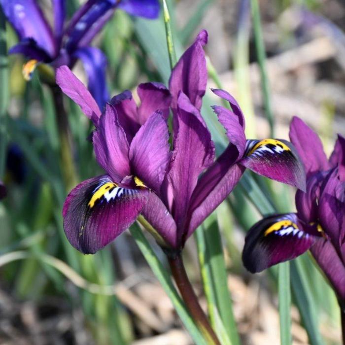 Iris reticulata 'Purple Hill' plant