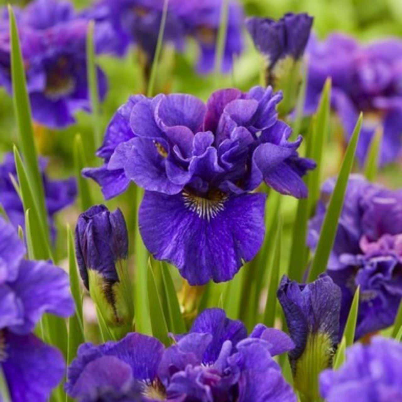 Iris siberica 'Concord Crush' plant