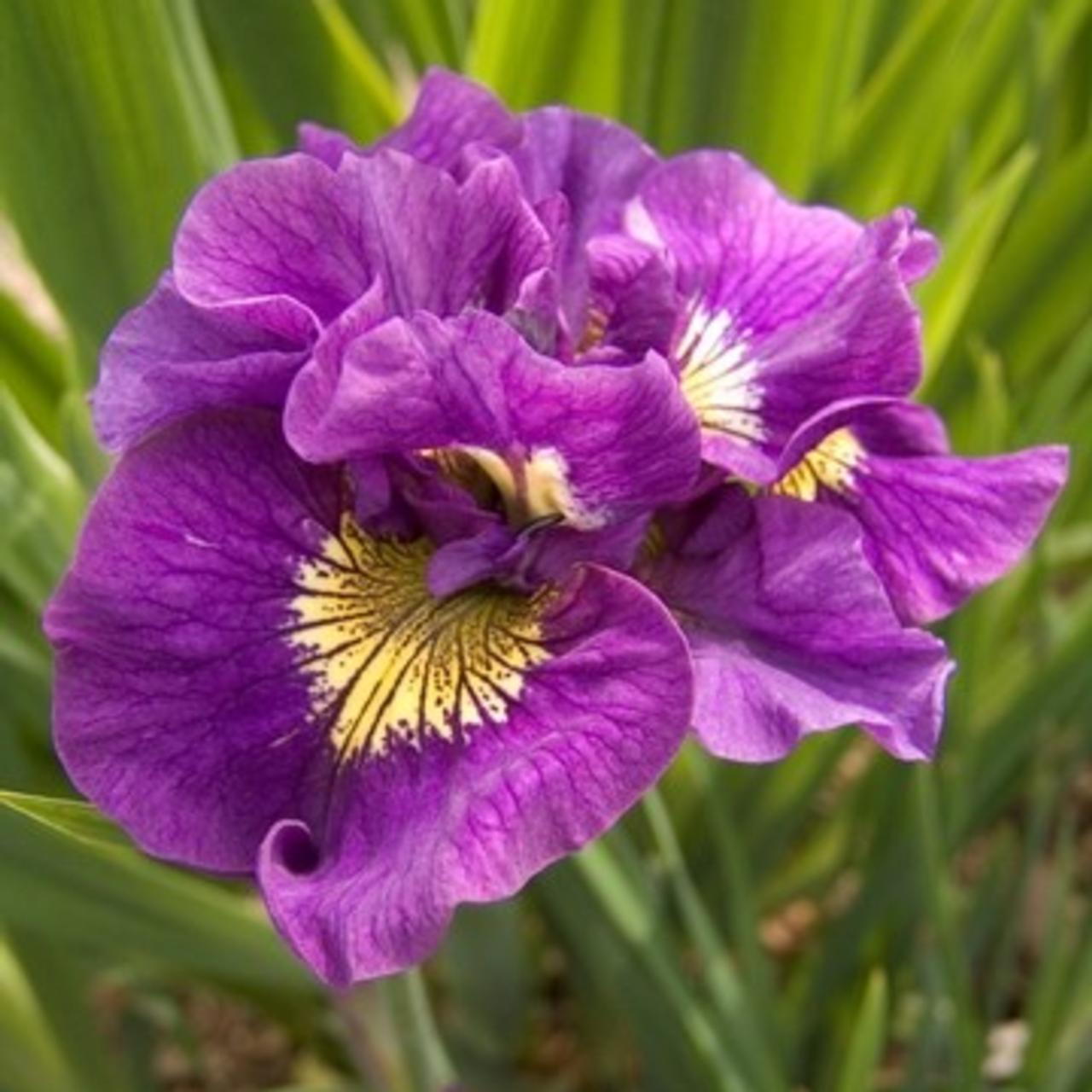 Iris siberica 'Double Standard' plant