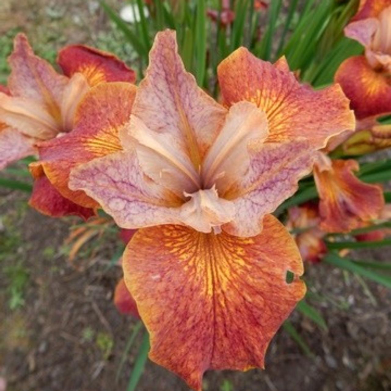 Iris siberica 'Paprikash' plant