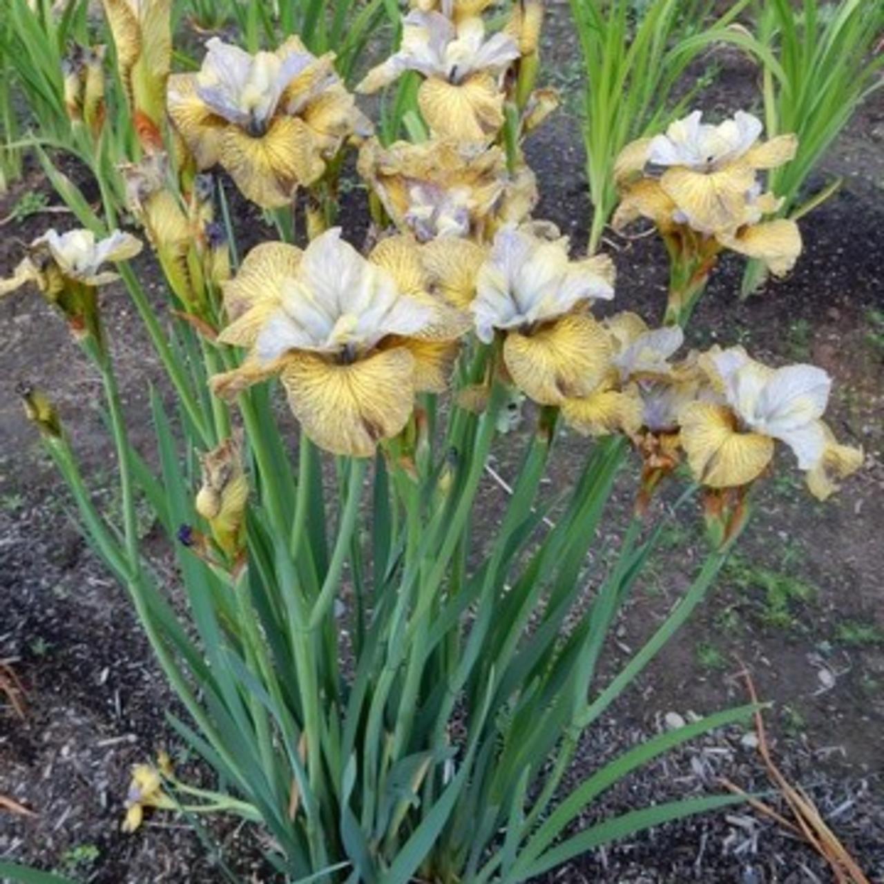 Iris siberica 'So van Gogh' plant