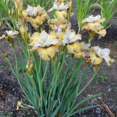 iris-siberica-so-van-gogh