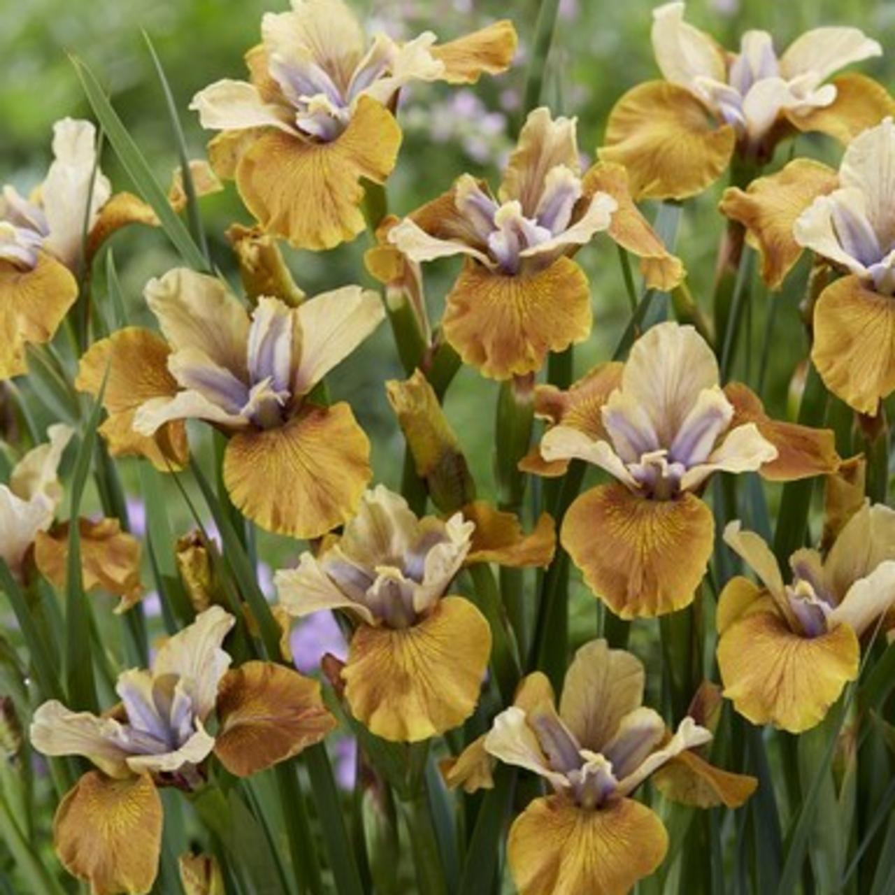 Iris sibirica 'Colonel Mustard' plant