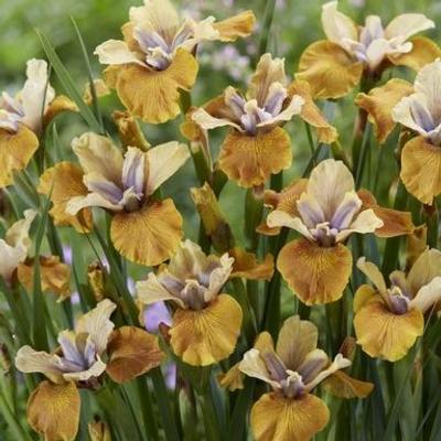 iris-sibirica-colonel-mustard