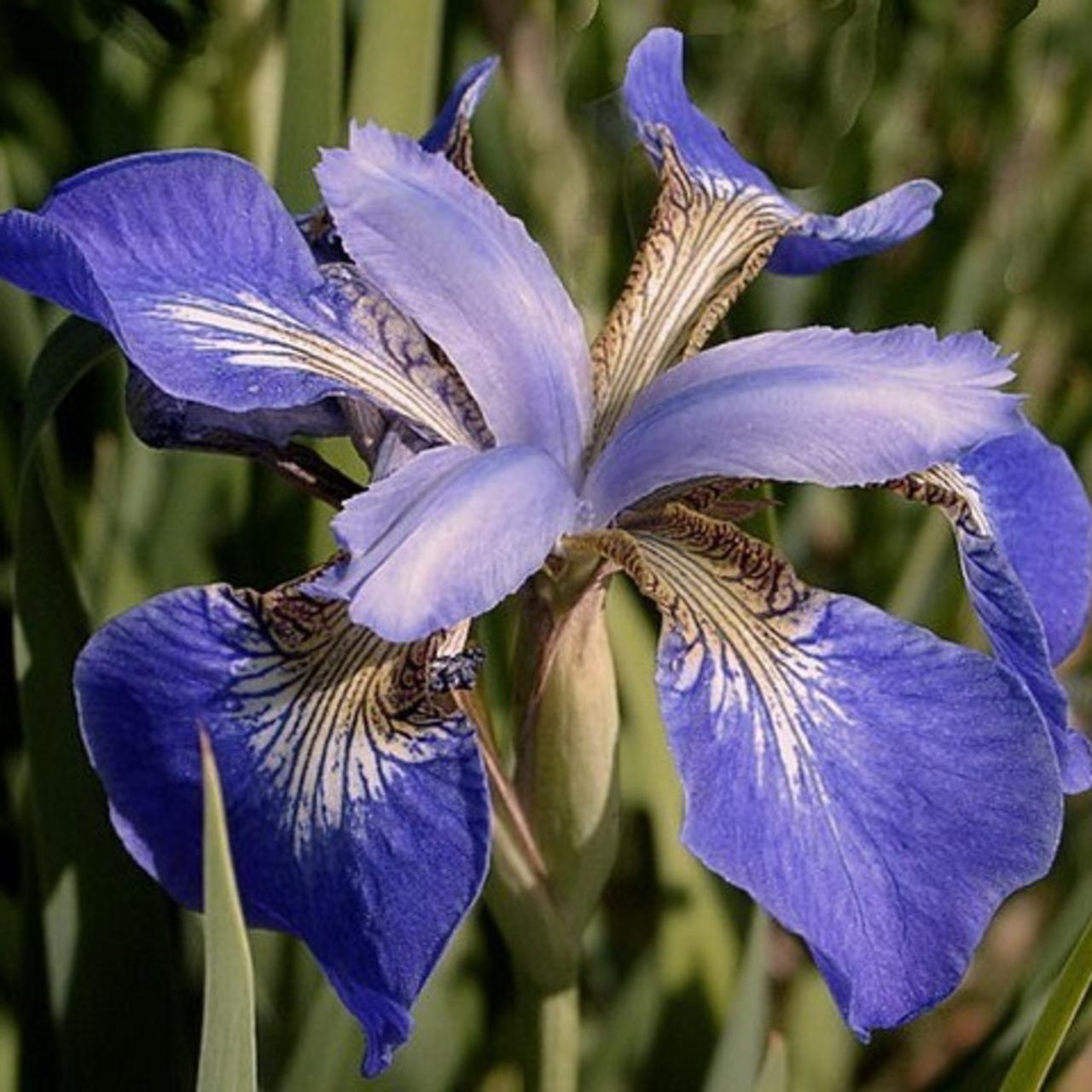 Iris sibirica 'Helicopter' plant