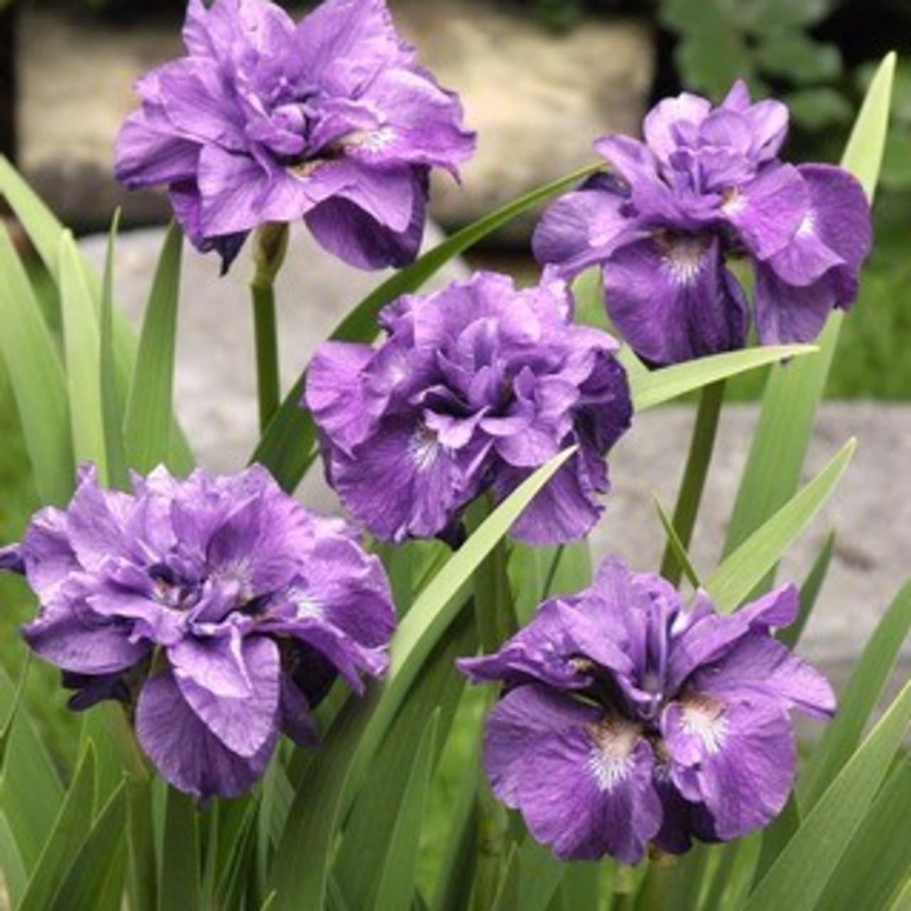 Iris sibirica 'Imperial Opal' plant