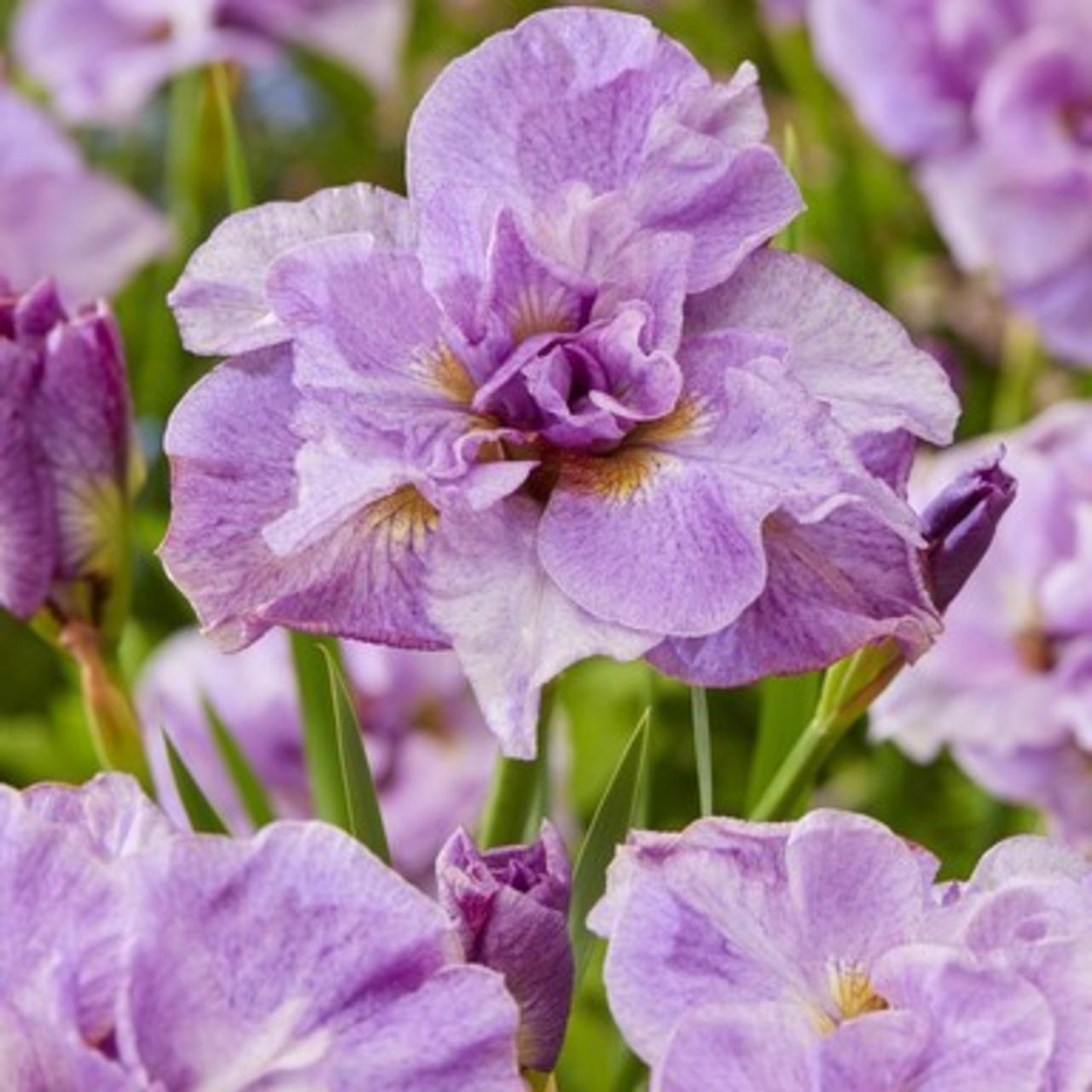 Iris sibirica 'Pink Parfait' plant