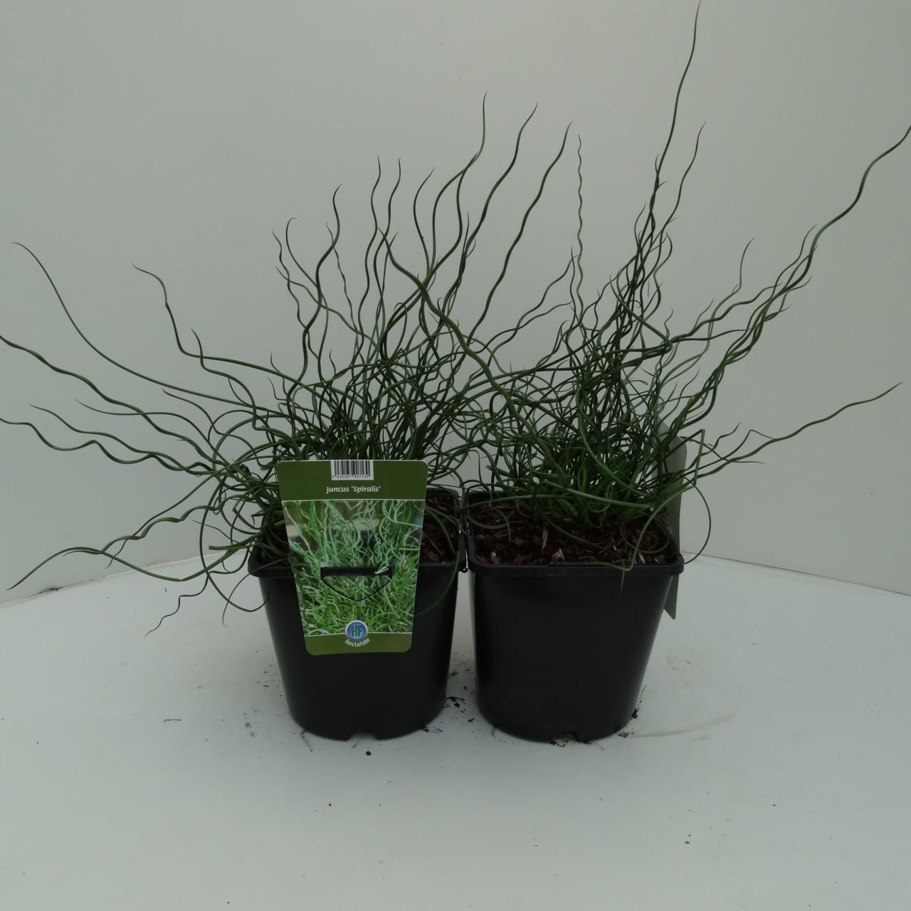 Juncus effusus 'Spiralis' plant