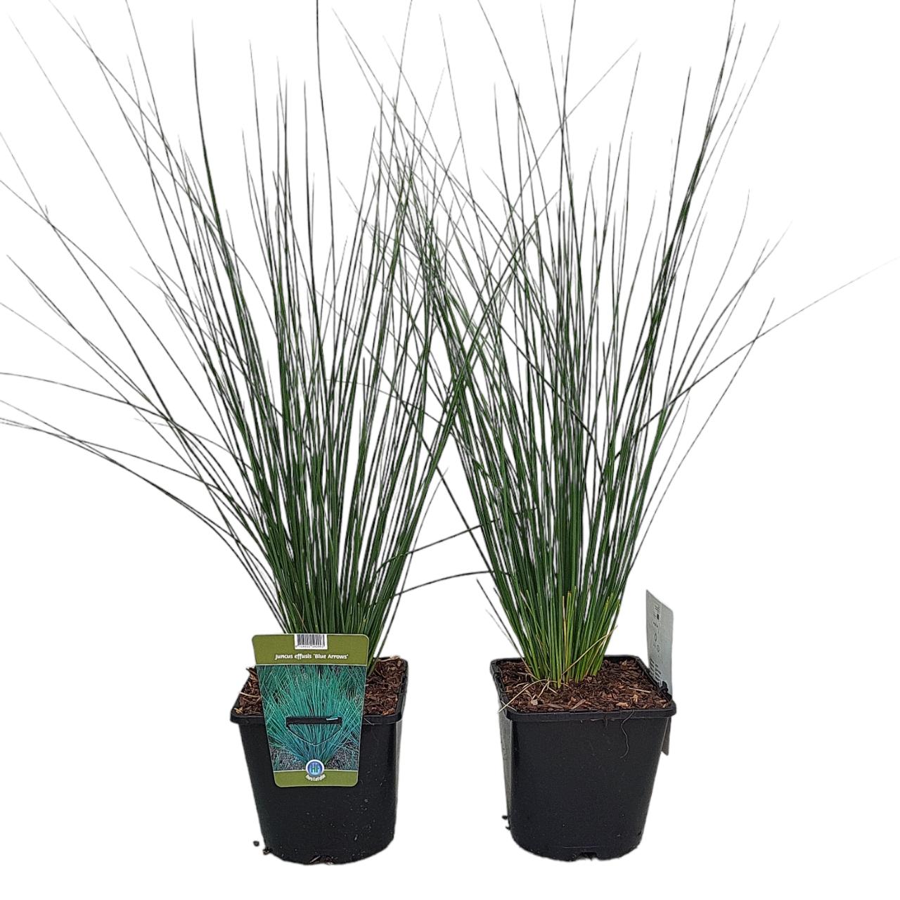 Juncus inflexus 'Blue Arrows' plant