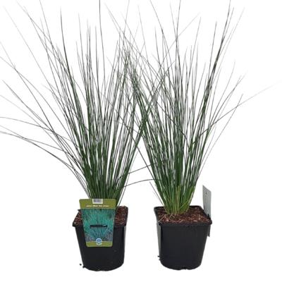 juncus-filiformis-spiralis