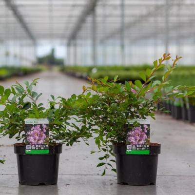 Lagerstroemia indica 'Rhapsody in Pink' - buy plants at Coolplants