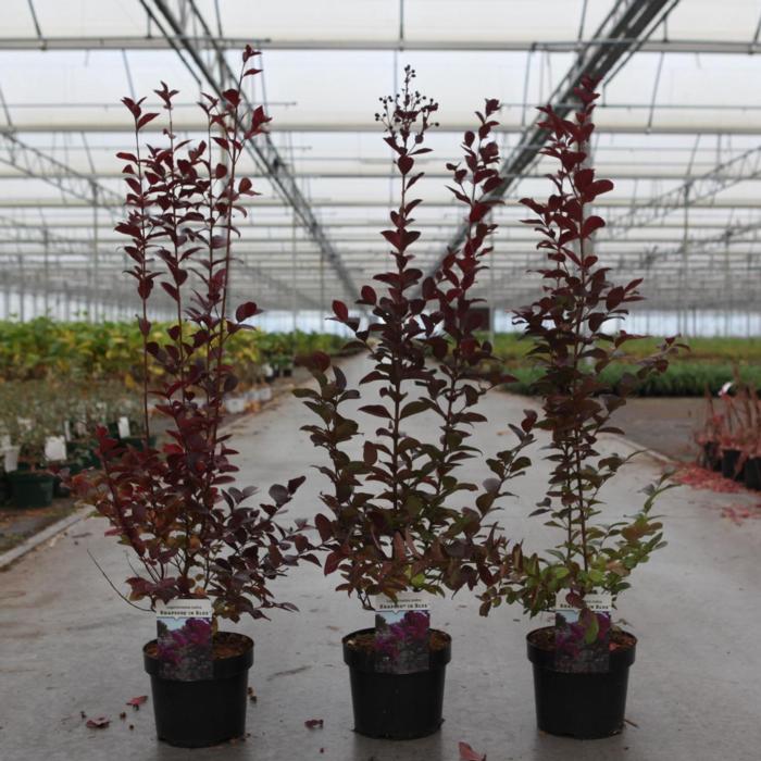 Lagerstroemia indica 'Rhapsody in Blue' plant