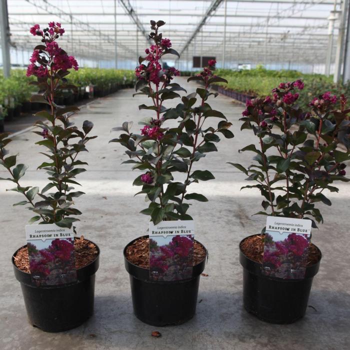 Lagerstroemia indica 'Rhapsody in Blue' plant