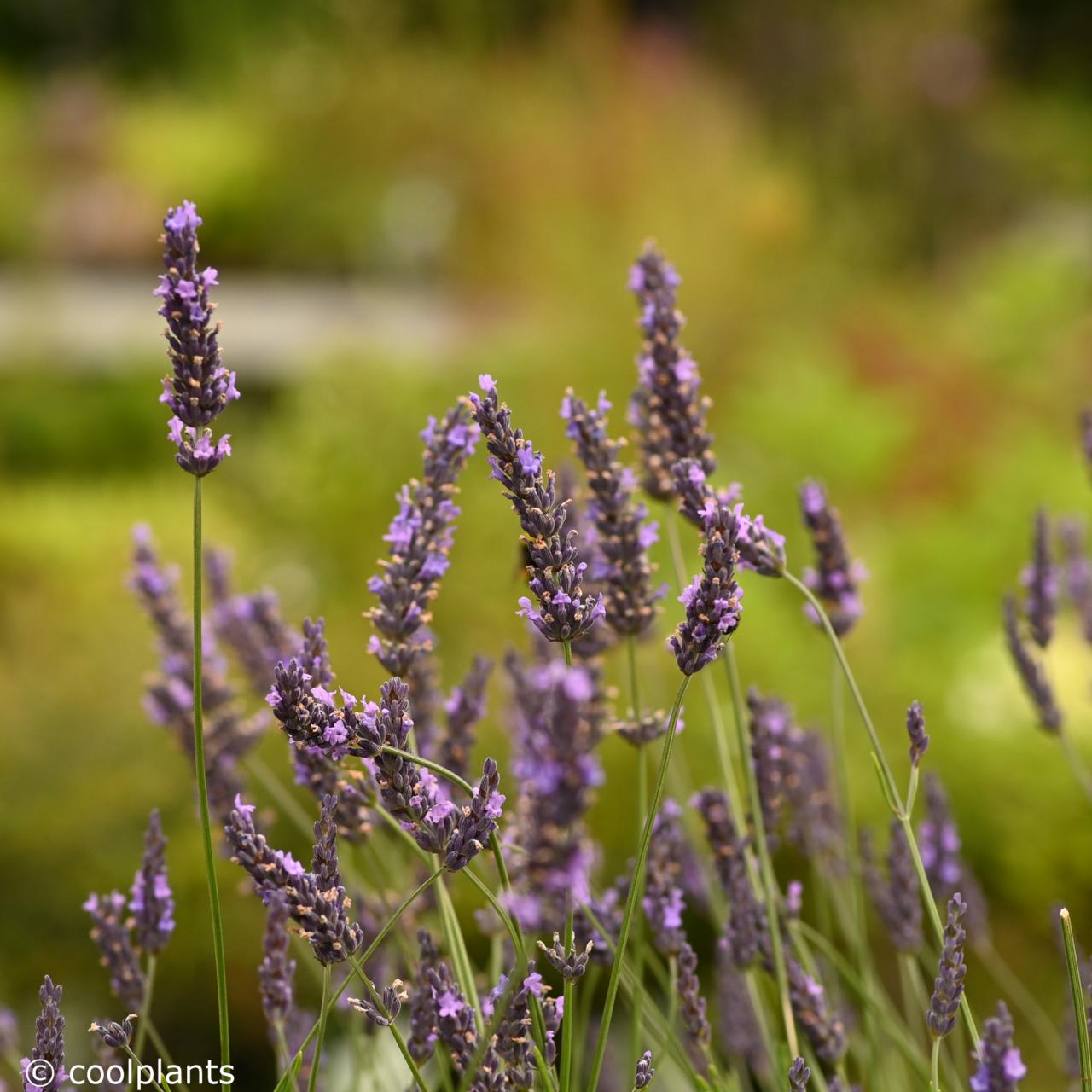 Lavandula intermedia PHENOMENAL  plant