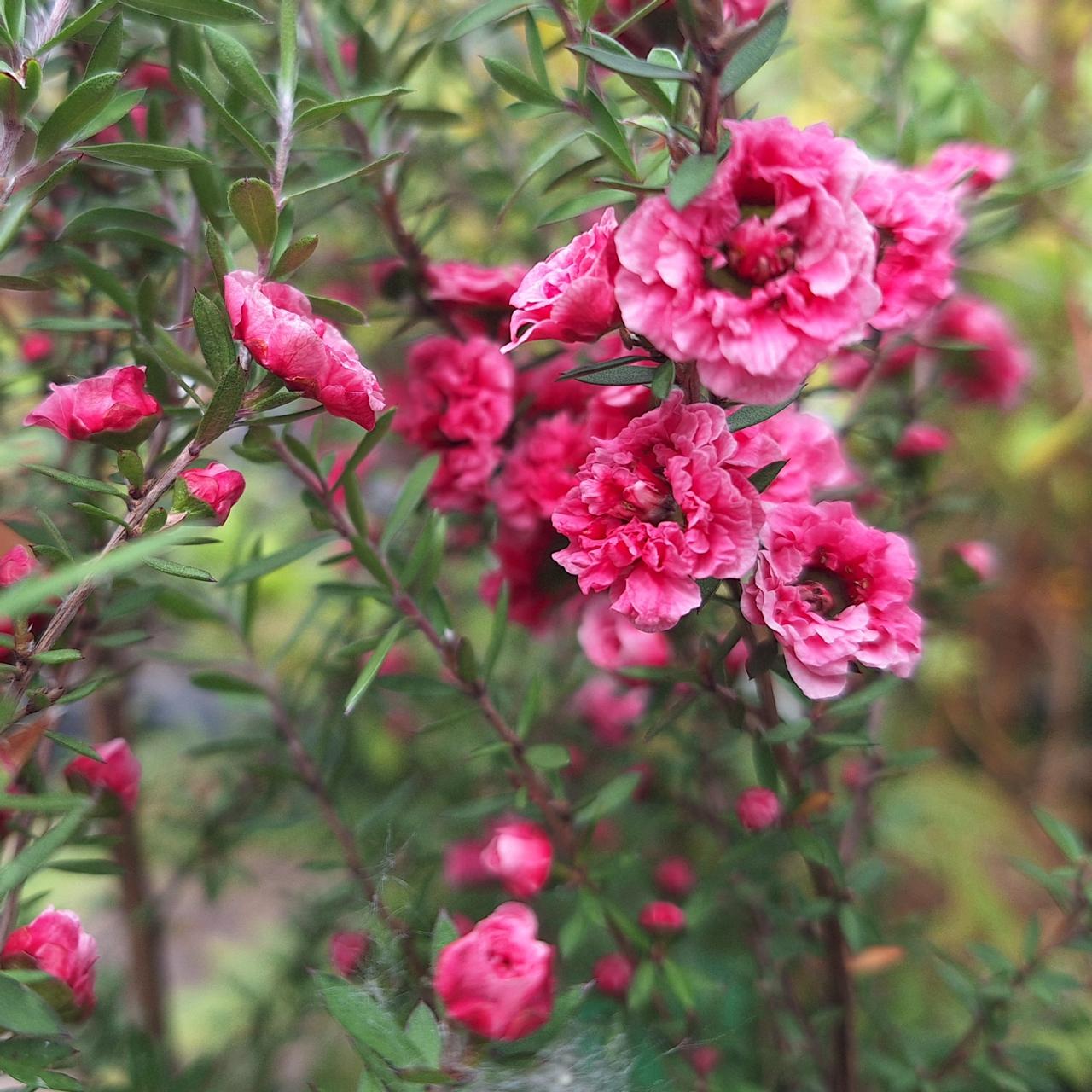 Leptospermum scop. 'Winter Cheer' plant