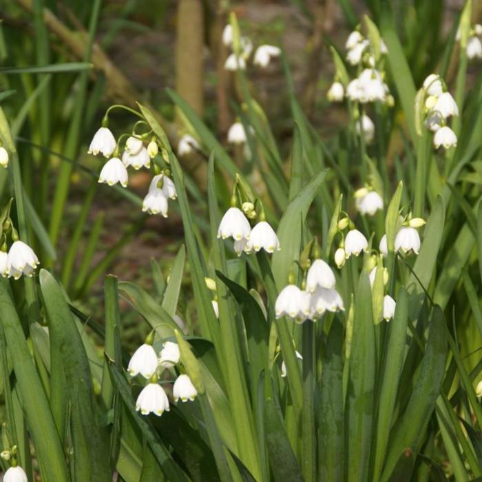 Leucojum aestivum plant