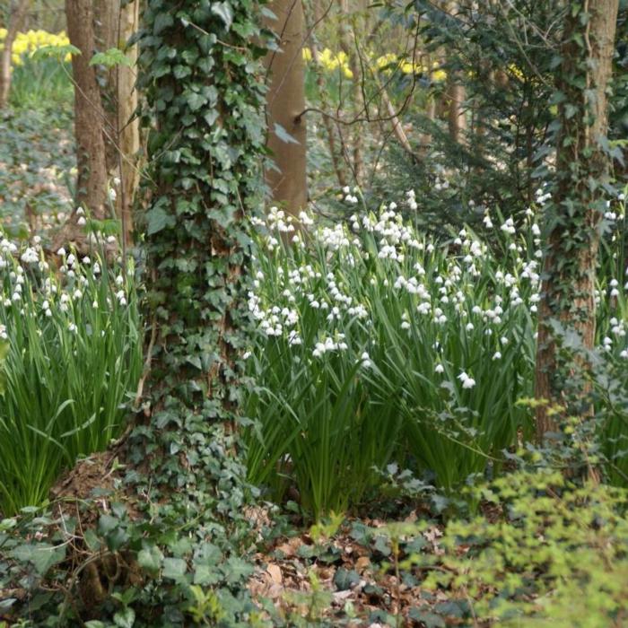 Leucojum aestivum plant