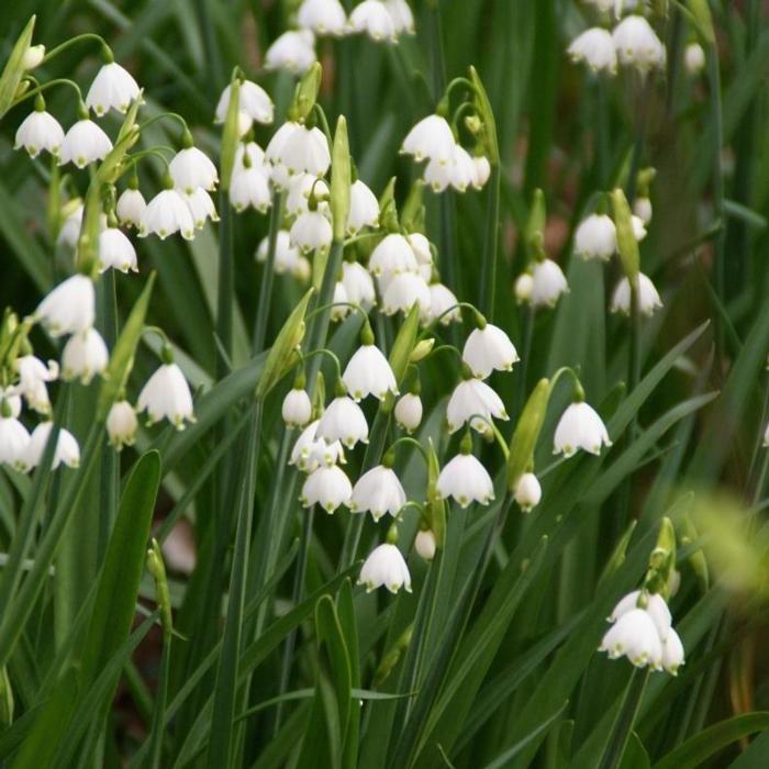 Leucojum aestivum plant