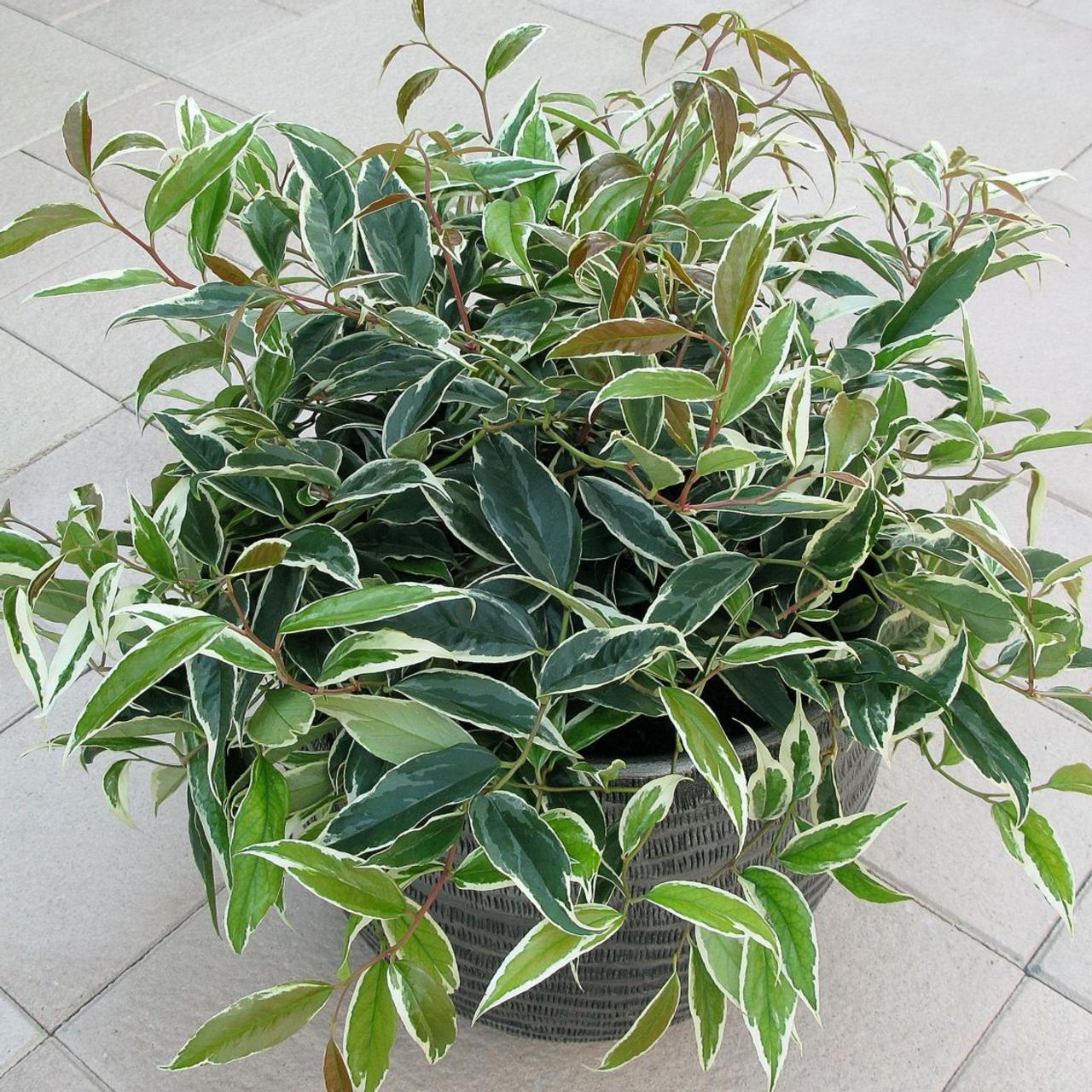 Leucothoe fontanesiana 'Whitewater' plant