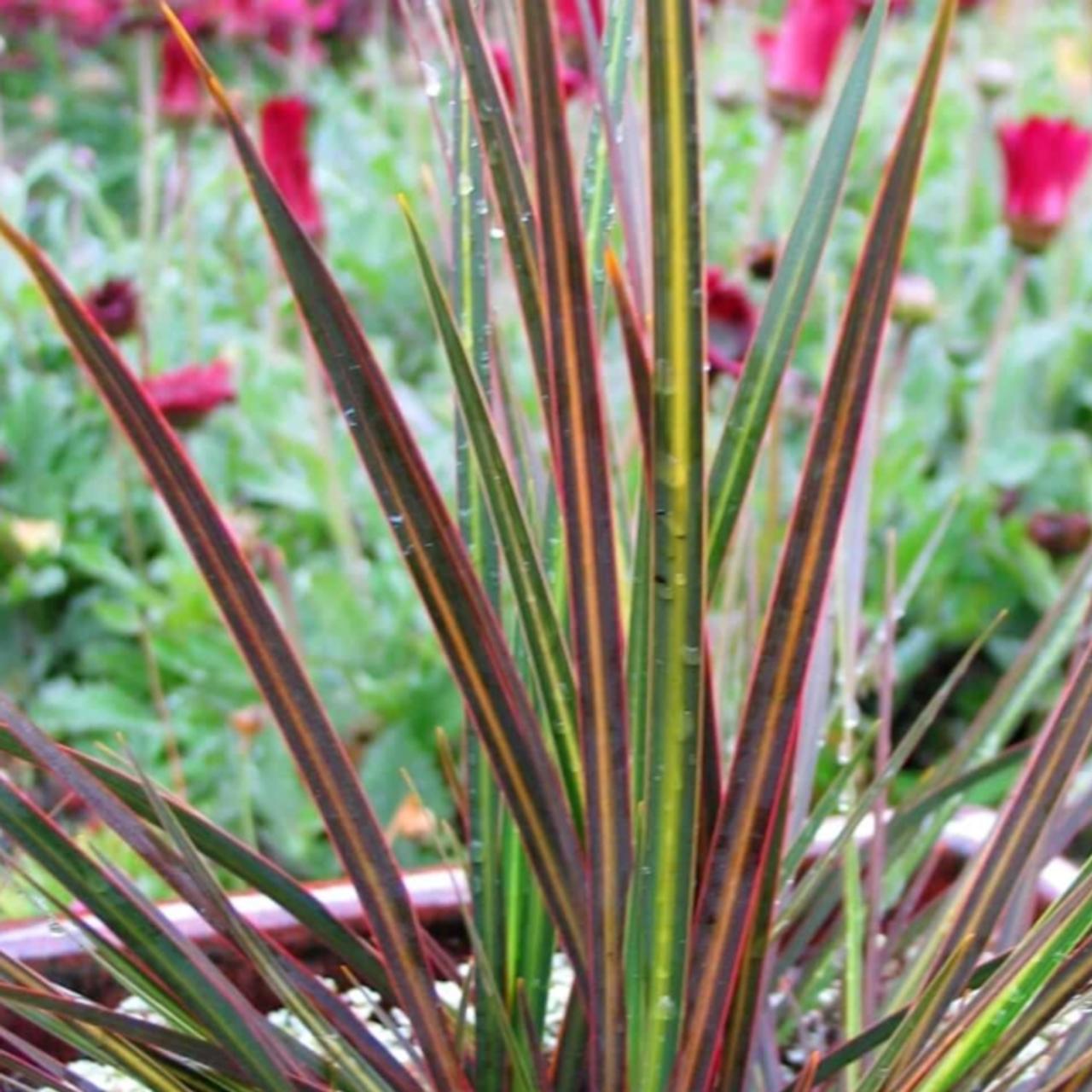 Libertia 'Taupo Sunset' plant