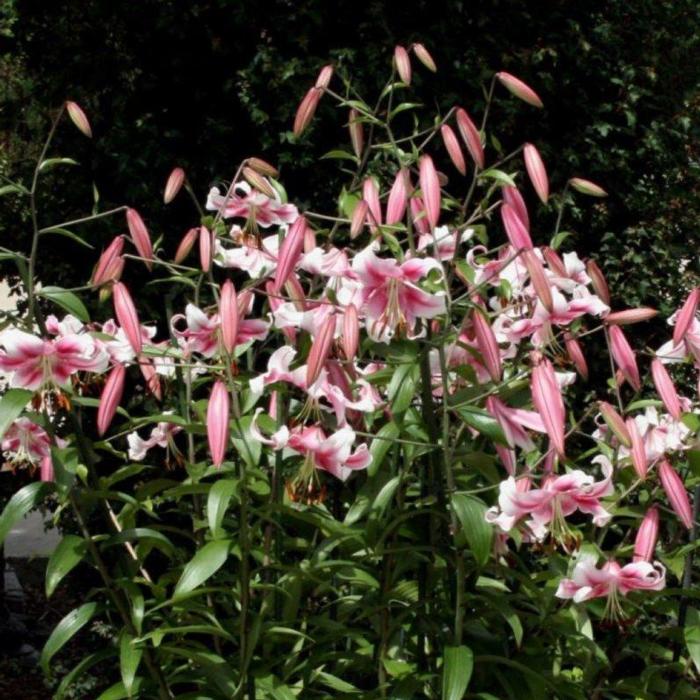 Lilium 'Anastasia'  plant