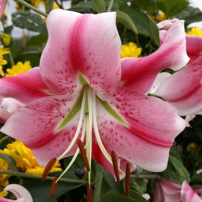 Lilium 'Anastasia'  plant