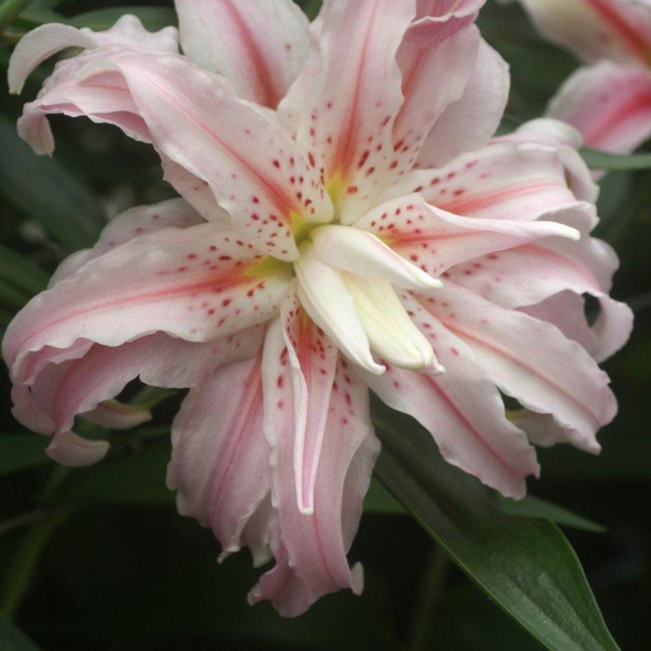 Lilium 'Broken Heart' plant