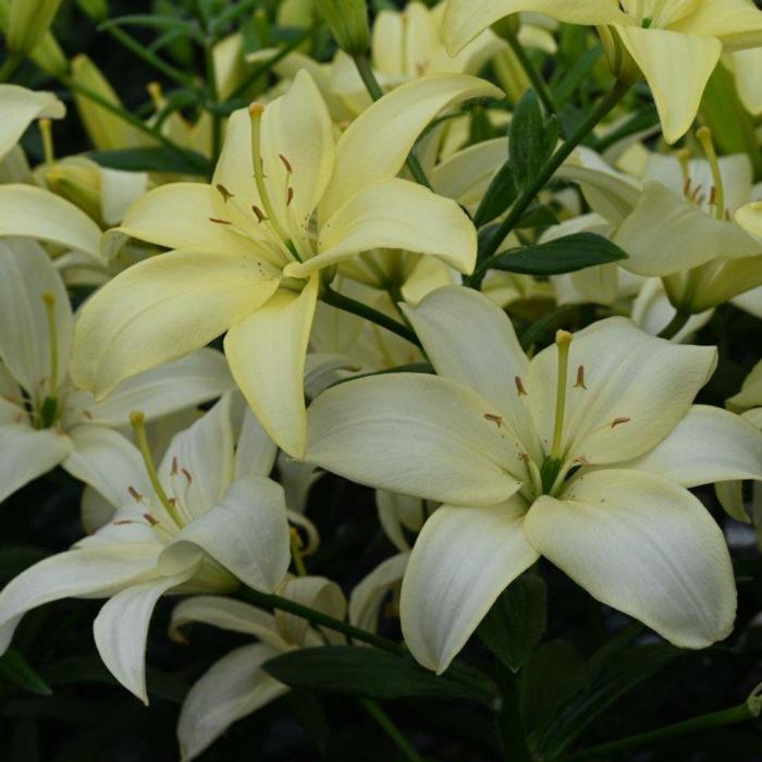 Lilium 'Easy Vanilla' plant