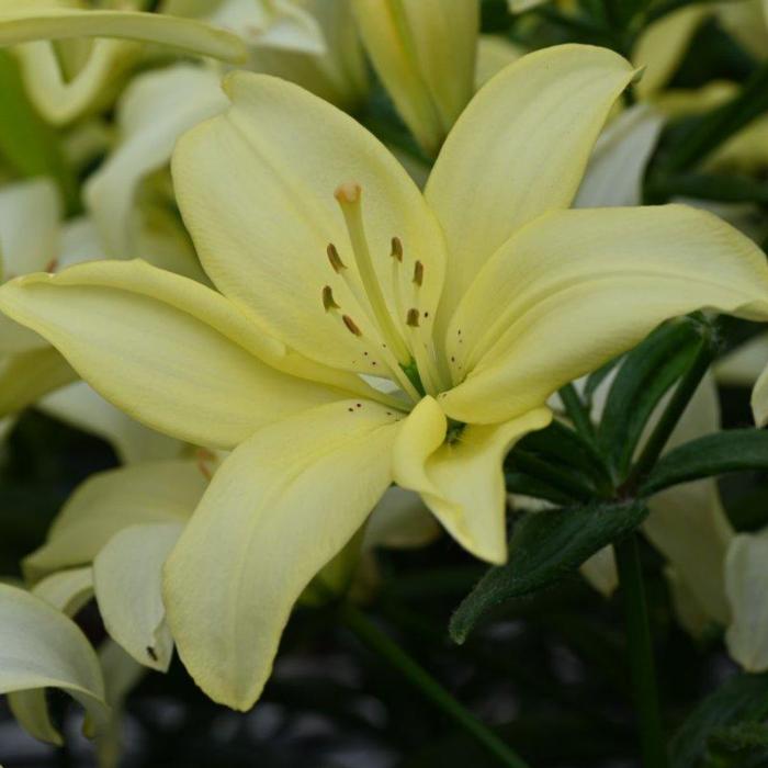 Lilium 'Easy Vanilla' plant