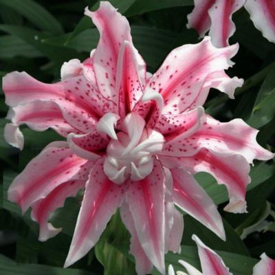 lilium-magic-star