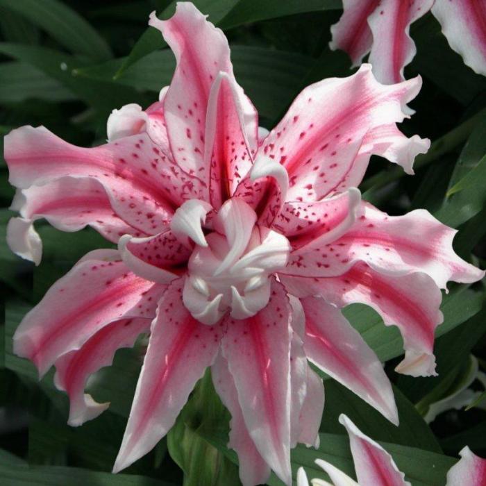 Lilium 'Magic Star' plant