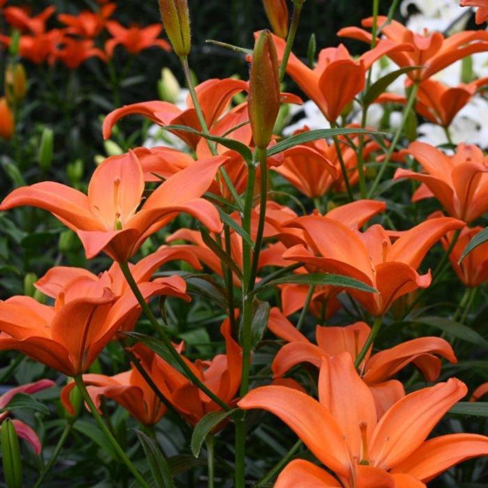 Lilium 'Mandarin Star' plant