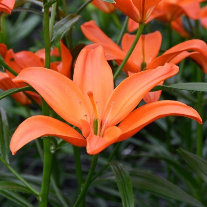 Lilium 'Mandarin Star' plant