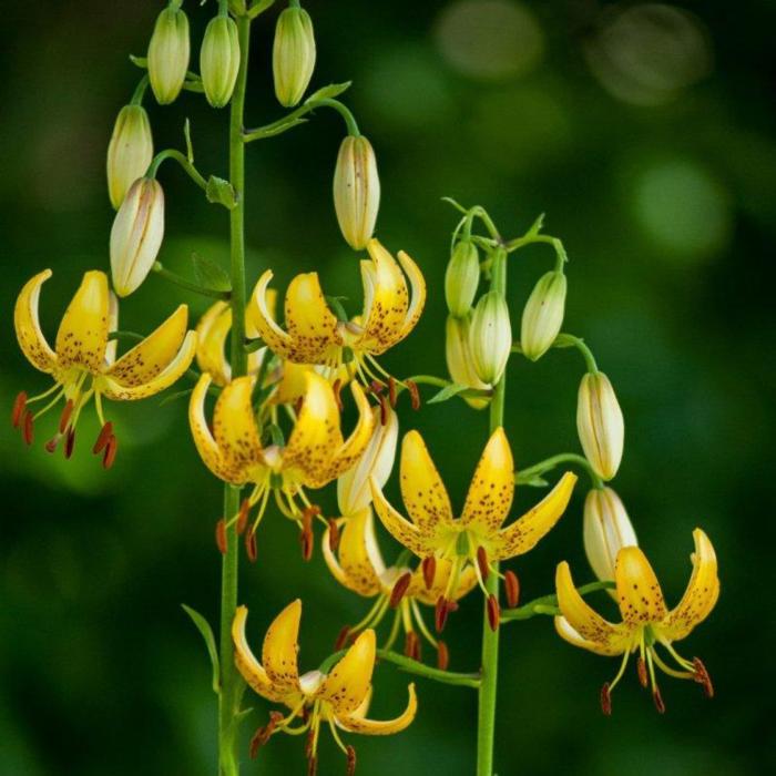 Lilium martagon 'Honey Morning' plant