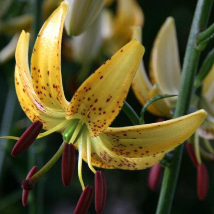 Lilium martagon 'Honey Morning' plant