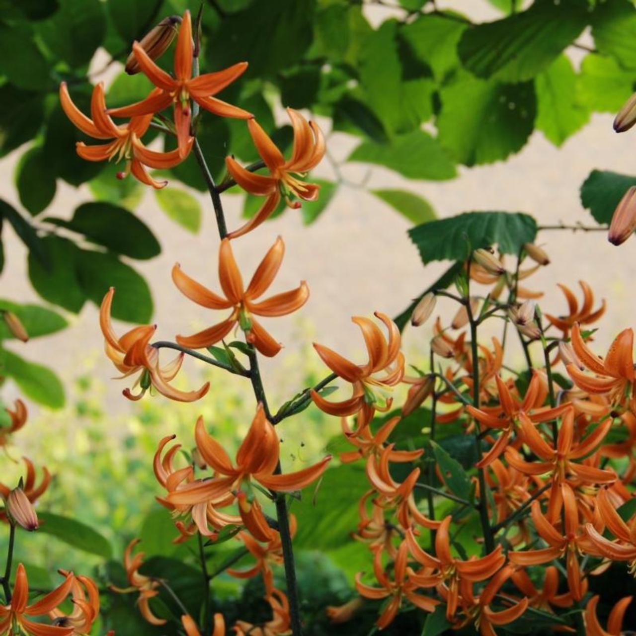 Lilium martagon 'Orange Marmalade' plant