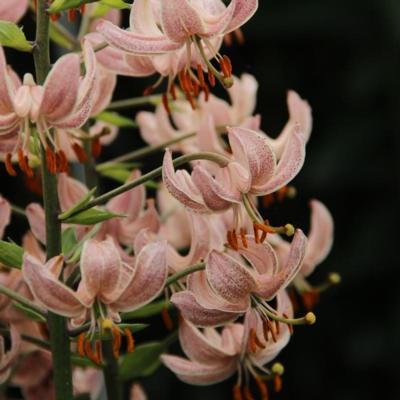 lilium-martagon-pink-morning