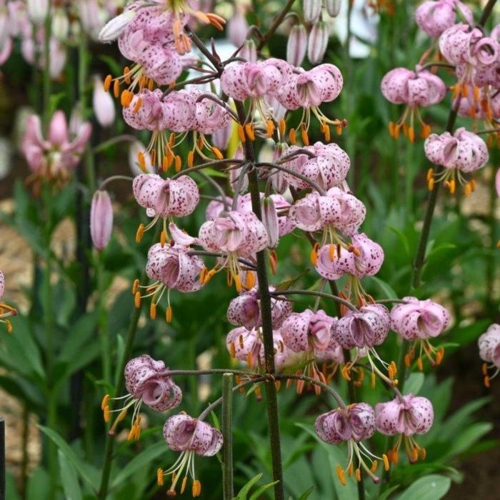 Lilium martagon 'Purple Morning' plant