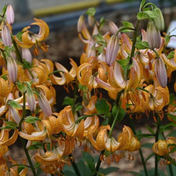 Lilium martagon 'Terrace City' plant